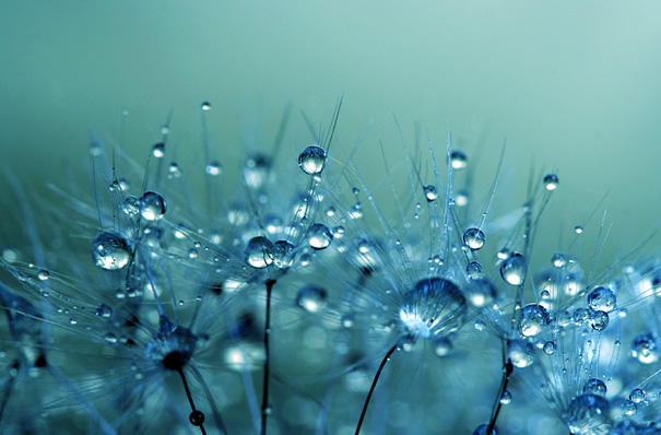 Amazing Macro Shots of Dew-Soaked Dandelions