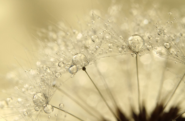 Amazing Macro Shots of Dew-Soaked Dandelions Amazing Macro Shots of Dew-Soaked Dandelions