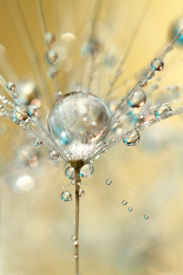 Amazing Macro Shots of Dew-Soaked Dandelions