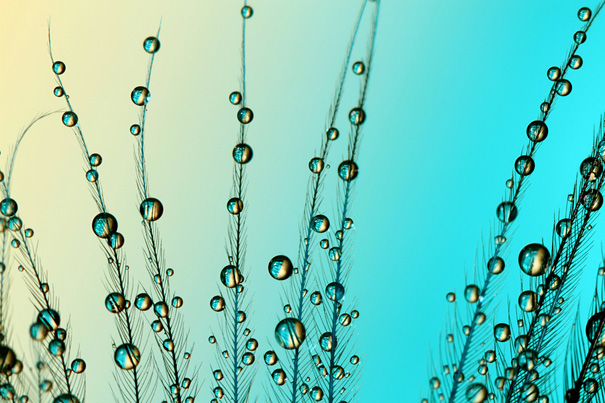 Amazing Macro Shots of Dew-Soaked Dandelions