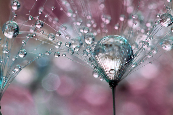 Amazing Macro Shots of Dew-Soaked Dandelions