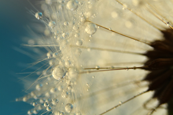 Amazing Macro Shots of Dew-Soaked Dandelions