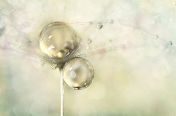 Amazing Macro Shots of Dew-Soaked Dandelions
