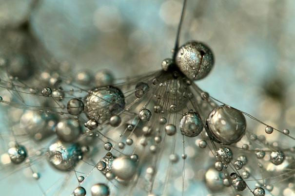 Amazing Macro Shots of Dew-Soaked Dandelions