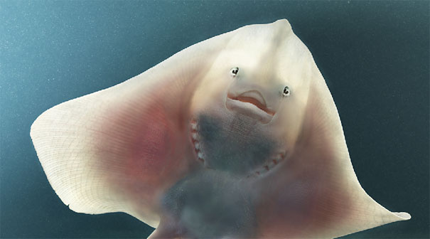 More than Human: Animal Portraits by Tim Flach More than Human: Animal Portraits by Tim Flach