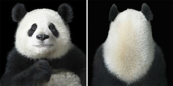More than Human: Animal Portraits by Tim Flach