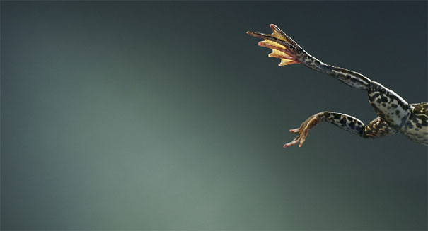 More than Human: Animal Portraits by Tim Flach