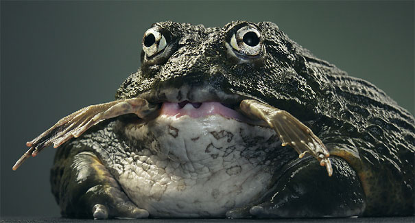 More than Human: Animal Portraits by Tim Flach