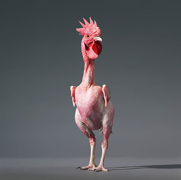 More than Human: Animal Portraits by Tim Flach