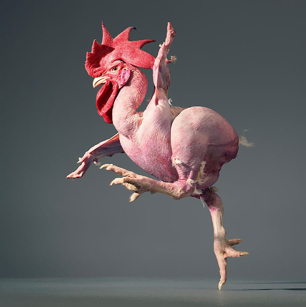 More than Human: Animal Portraits by Tim Flach More than Human: Animal Portraits by Tim Flach