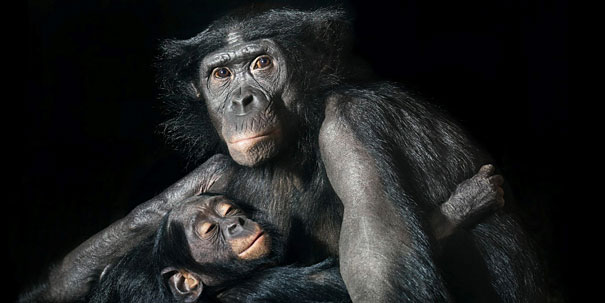 More than Human: Animal Portraits by Tim Flach More than Human: Animal Portraits by Tim Flach