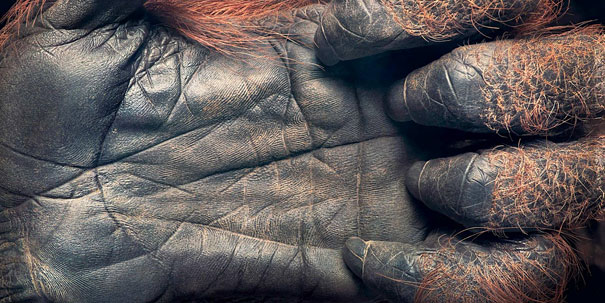 More than Human: Animal Portraits by Tim Flach