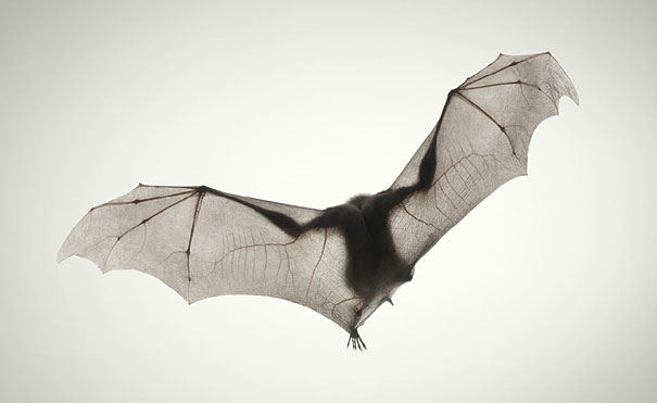 More than Human: Animal Portraits by Tim Flach More than Human: Animal Portraits by Tim Flach