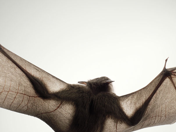 More than Human: Animal Portraits by Tim Flach