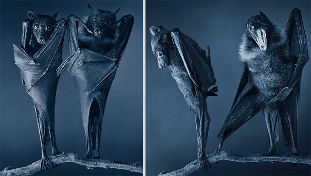 More than Human: Animal Portraits by Tim Flach