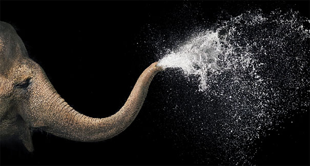 More than Human: Animal Portraits by Tim Flach