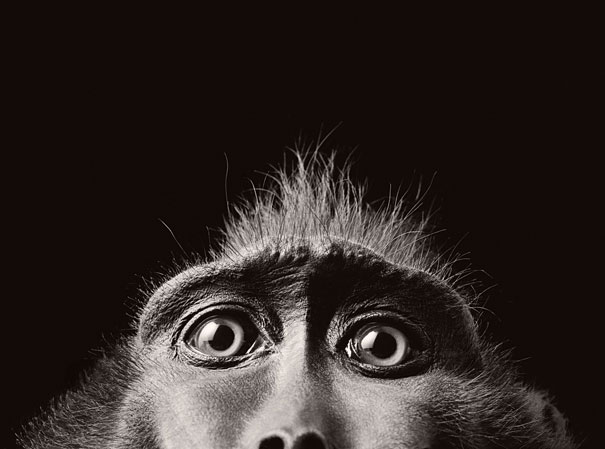 More than Human: Animal Portraits by Tim Flach More than Human: Animal Portraits by Tim Flach
