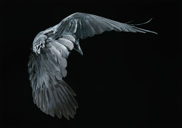 More than Human: Animal Portraits by Tim Flach More than Human: Animal Portraits by Tim Flach