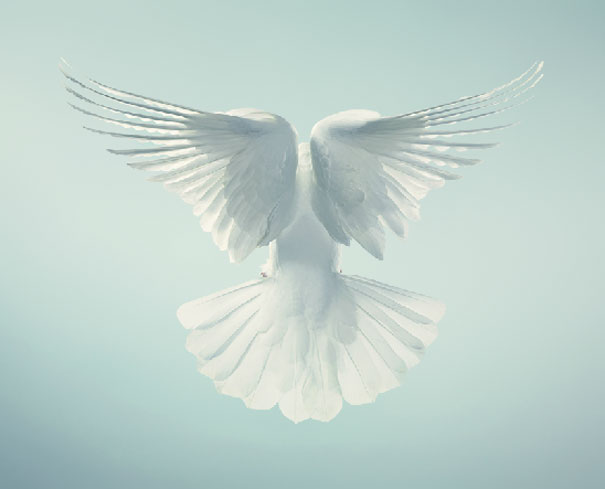 More than Human: Animal Portraits by Tim Flach