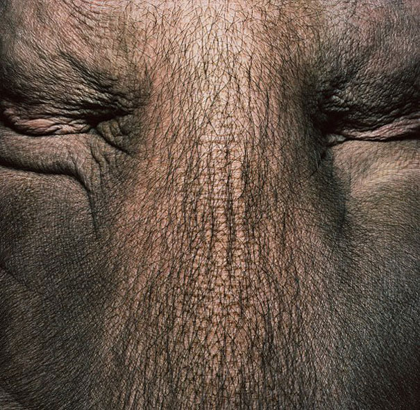 More than Human: Animal Portraits by Tim Flach More than Human: Animal Portraits by Tim Flach