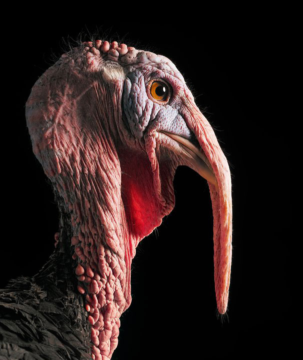 More than Human: Animal Portraits by Tim Flach More than Human: Animal Portraits by Tim Flach