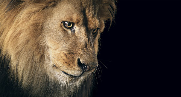 More than Human: Animal Portraits by Tim Flach More than Human: Animal Portraits by Tim Flach