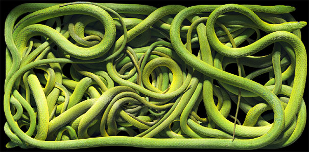 More than Human: Animal Portraits by Tim Flach More than Human: Animal Portraits by Tim Flach