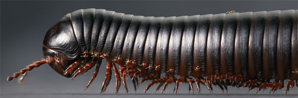 More than Human: Animal Portraits by Tim Flach More than Human: Animal Portraits by Tim Flach