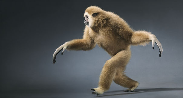 More than Human: Animal Portraits by Tim Flach