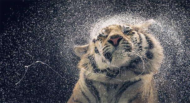 More than Human: Animal Portraits by Tim Flach