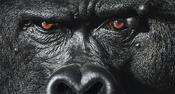 More than Human: Animal Portraits by Tim Flach More than Human: Animal Portraits by Tim Flach