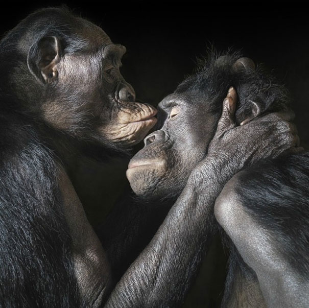 More than Human: Animal Portraits by Tim Flach More than Human: Animal Portraits by Tim Flach
