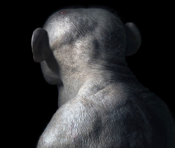 More than Human: Animal Portraits by Tim Flach More than Human: Animal Portraits by Tim Flach