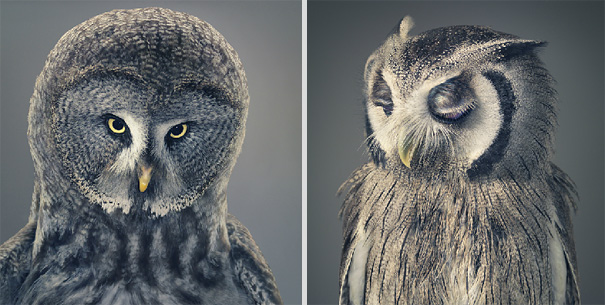 More than Human: Animal Portraits by Tim Flach More than Human: Animal Portraits by Tim Flach