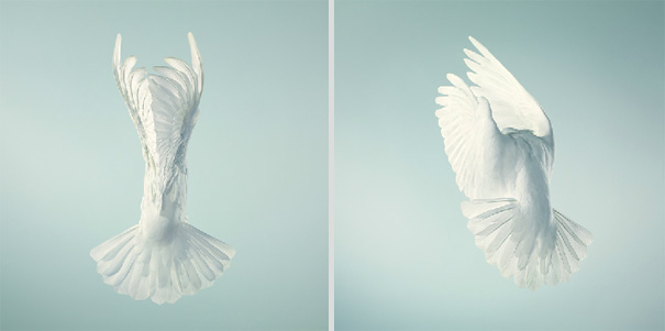More than Human: Animal Portraits by Tim Flach