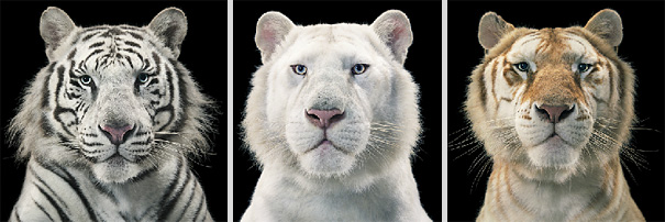 More than Human: Animal Portraits by Tim Flach