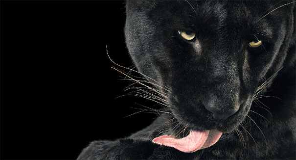 More than Human: Animal Portraits by Tim Flach