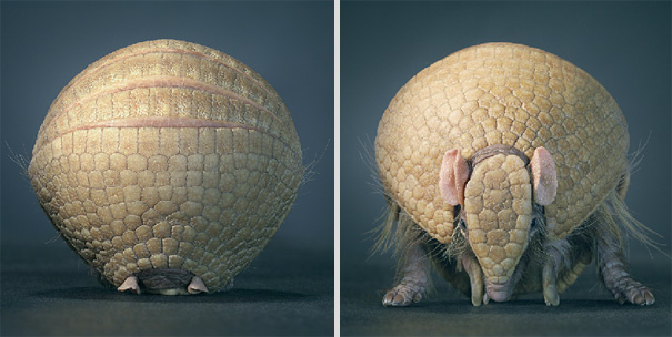 More than Human: Animal Portraits by Tim Flach