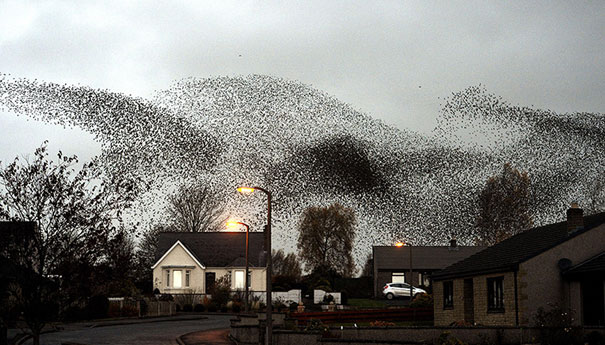 Breathtaking Murmurations of Starlings