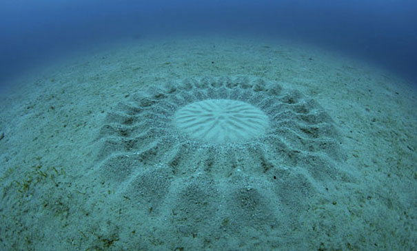 Mysterious Underwater Circles Found near Japan
