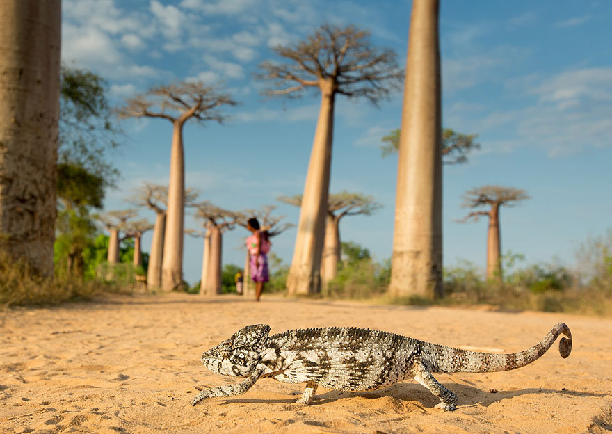 22 Best Wildlife Photos From National Geographic Traveler Photo Contest