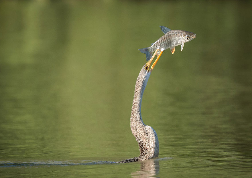 22 Best Wildlife Photos From National Geographic Traveler Photo Contest