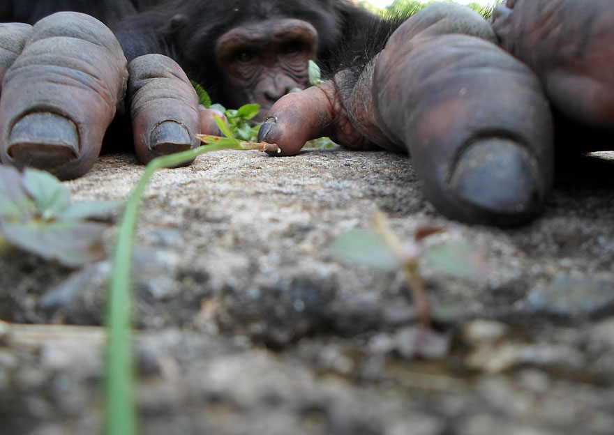 22 Best Wildlife Photos From National Geographic Traveler Photo Contest