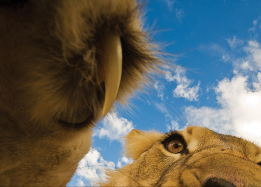 22 Best Wildlife Photos From National Geographic Traveler Photo Contest 22 Best Wildlife Photos From National Geographic Traveler Photo Contest