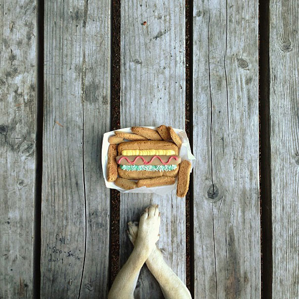 Meet Norm, Pug With the Best Selfies on the Internet