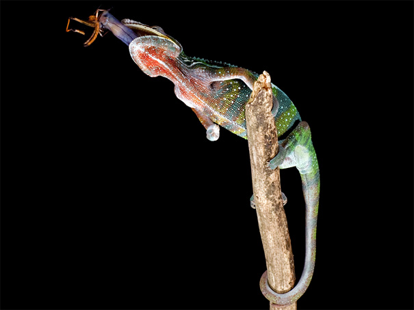 50 Perfectly Timed Animal Photos 50 Perfectly Timed Animal Photos