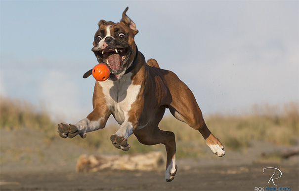 50 Perfectly Timed Animal Photos 50 Perfectly Timed Animal Photos