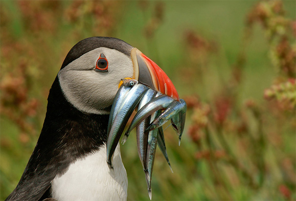 50 Perfectly Timed Animal Photos 50 Perfectly Timed Animal Photos