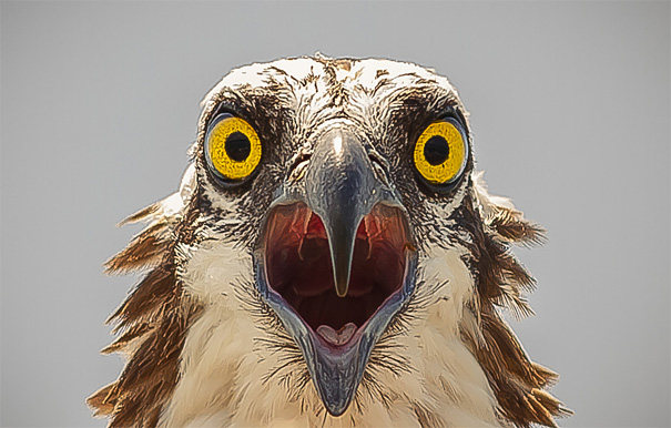 50 Perfectly Timed Animal Photos 50 Perfectly Timed Animal Photos