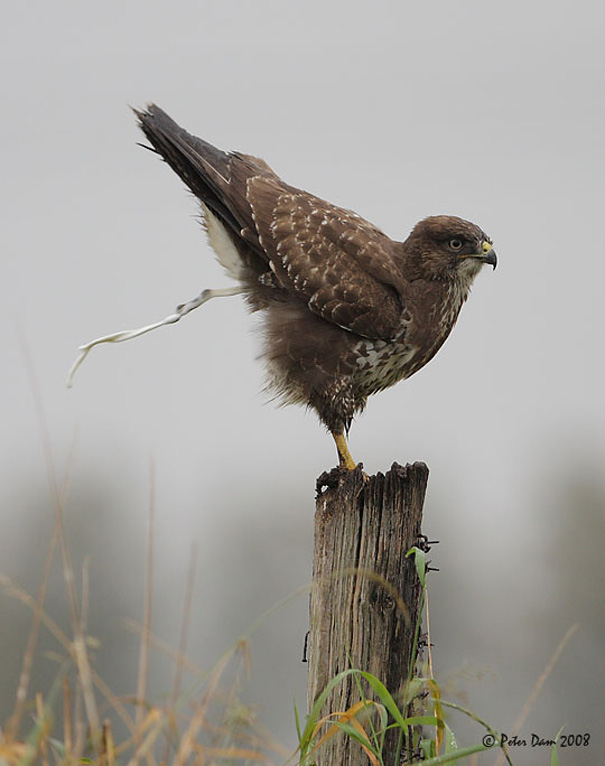 50 Perfectly Timed Animal Photos 50 Perfectly Timed Animal Photos